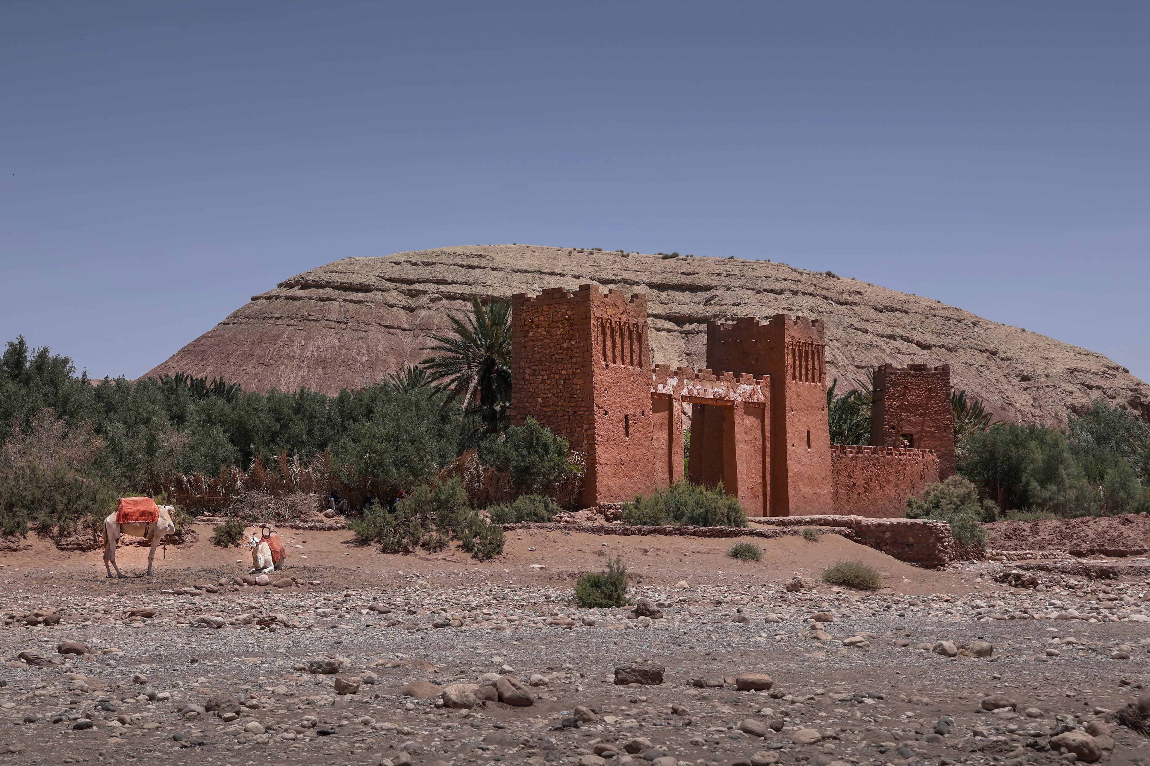 Ait Ben Haddou red mud kasbah ruins with camel — on the route from Marrakech to Merzouga