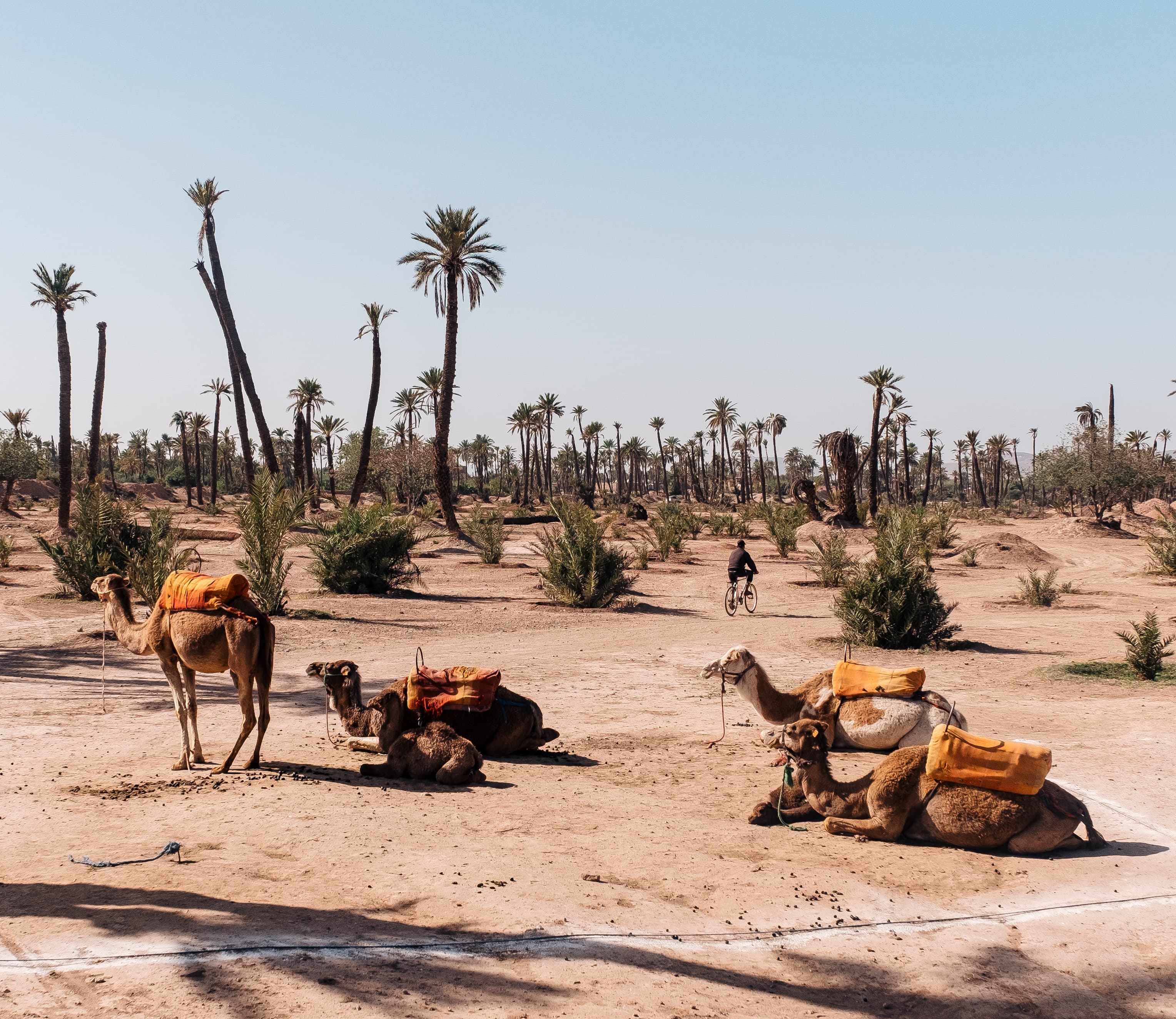 Camels resting near Marrakech palmeraie — Agafay Desert vs Sahara comparison