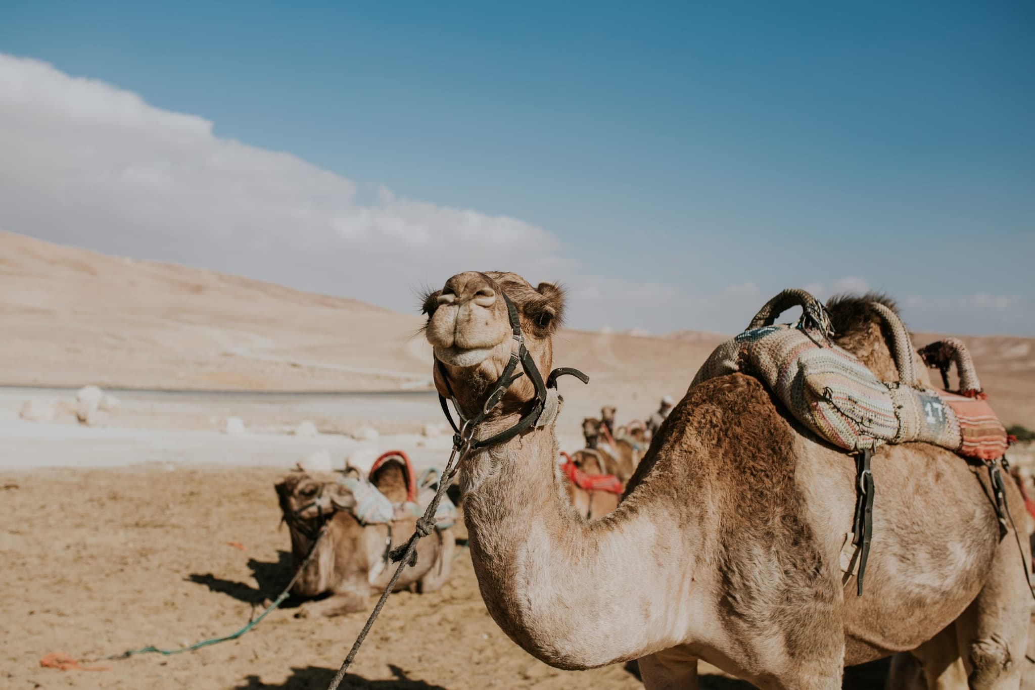 Saddled dromedary camel standing on arid desert terrain in southern Morocco