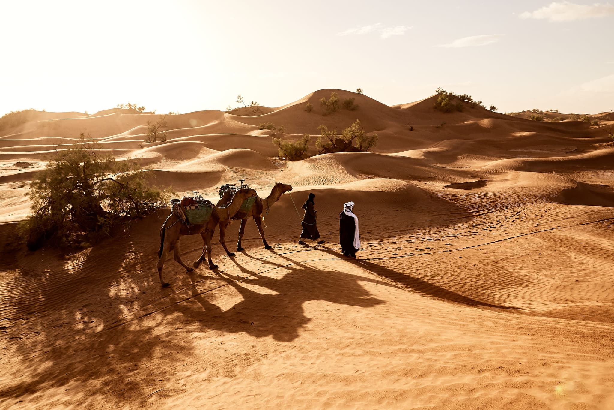 Berber guides leading camels across the dunes of Erg Lihoudi in the southern Moroccan Sahara at sunrise