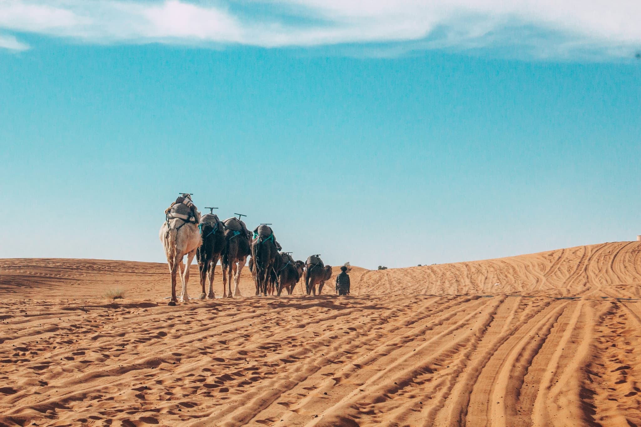 Camel caravan crossing the tall sand dunes of Erg Chebbi near Merzouga in southern Morocco